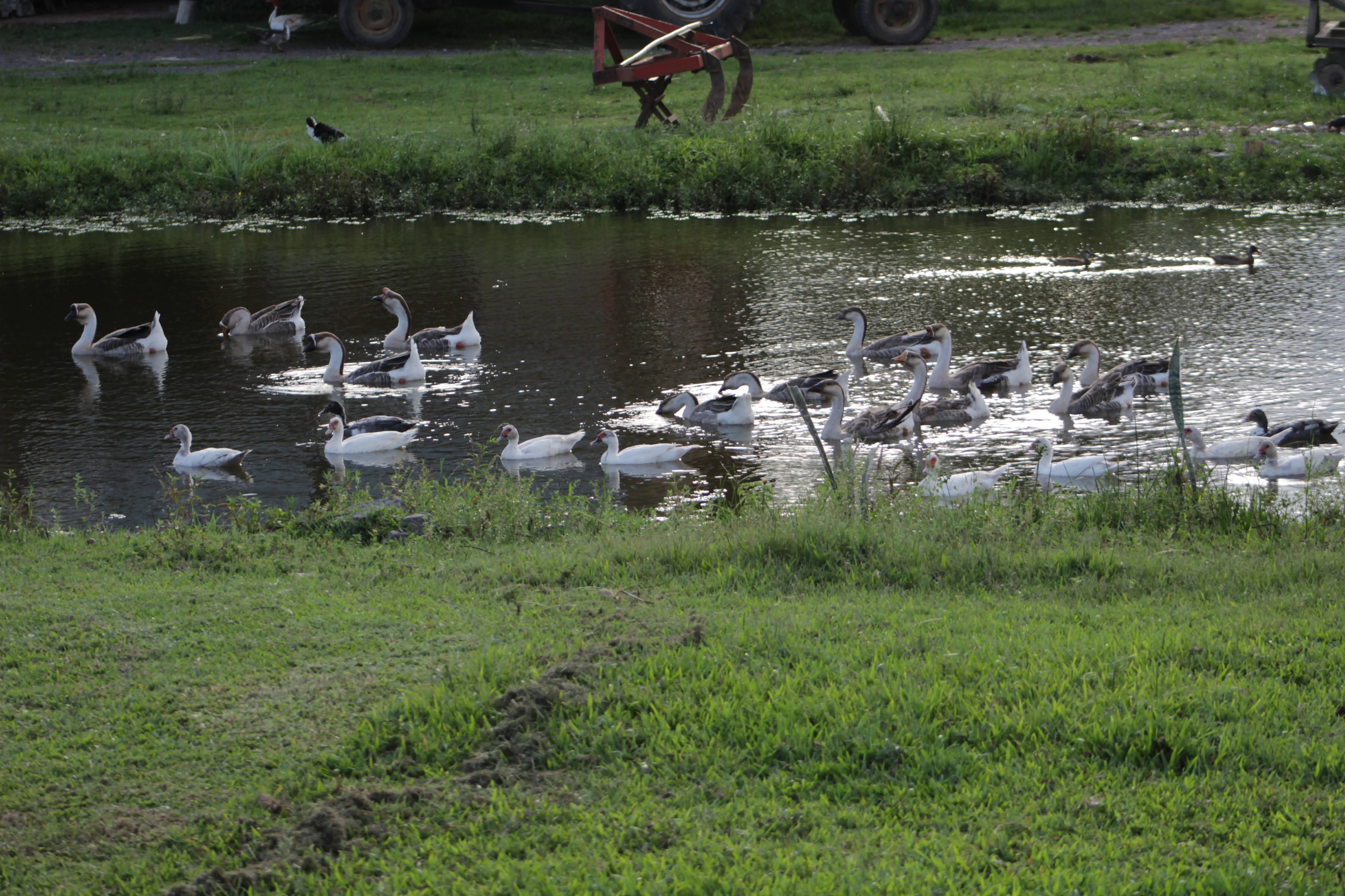 Patos no lago do Sítio Merode